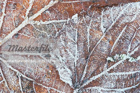 Frost covered autumnal leaves on grass, Peterborough, Cambs, England