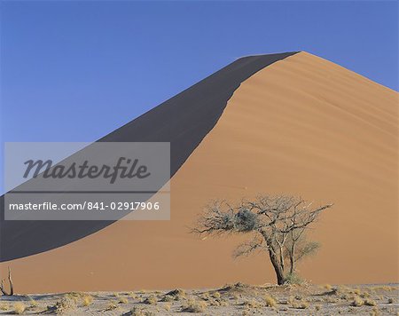 Arbre et dunes de sable, Sesriem, Namib Naukluft Park, Namibie, Afrique