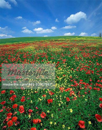 Field of poppies and wild flowers, Pienza in background, Tuscany, Italy, Europe