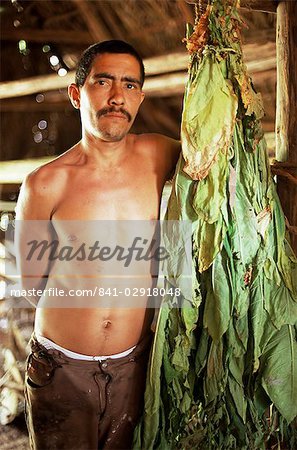 Cultivateur de tabac avec tabac laisse sécher dans le hangar, Viñales, Cuba, Antilles, l'Amérique centrale de séchage