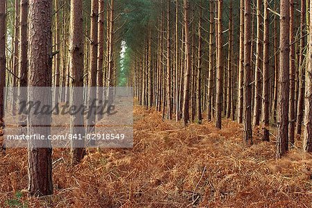 Kiefern in Reihen, Holz Norfolk, Norfolk, England, Vereinigtes Königreich, Europa