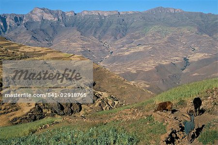 Terraced fields near Ambikwa village, Simien Mountains National Park, UNESCO World Heritage Site, Ethiopia, Africa