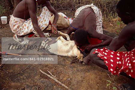 Samburu moran (warrior), drinking blood from goat's neck, Samburuland, Kenya, East Africa, Africa