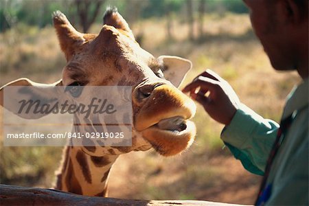 Girafe Centre, Nairobi, Kenya, Afrique de l'est, Afrique