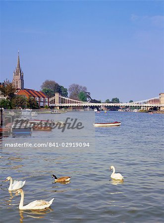 Swans on the River Thames with suspension bridge in the background, Marlow, Buckinghamshire, England, United Kingdom, Europe