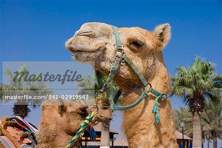 Camel, Sealine Beach Resort, Qatar, Middle East