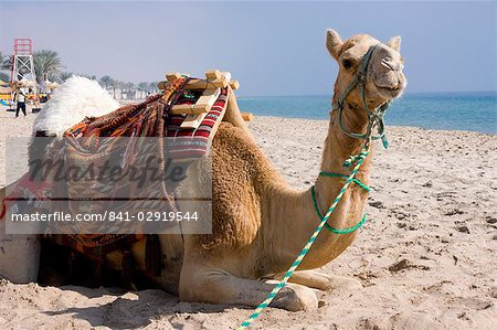 Chameau, Sealine Beach Resort, Qatar, Moyen-Orient