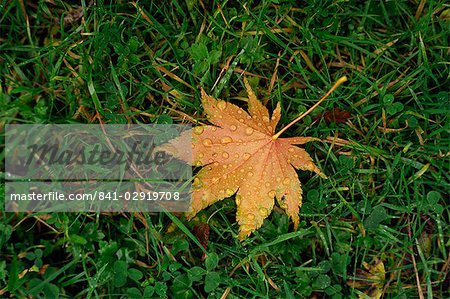 Fallen leaf on grass, with dew drops