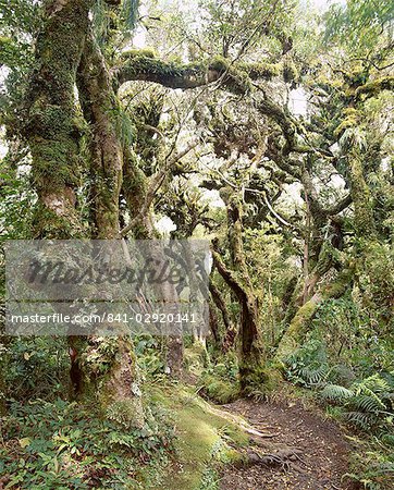 Goblin Forest, Forest Kamahi, Dawson tombe Track, Parc National du Mont Egmont, Taranaki, North Island, New Zealand, Pacifique
