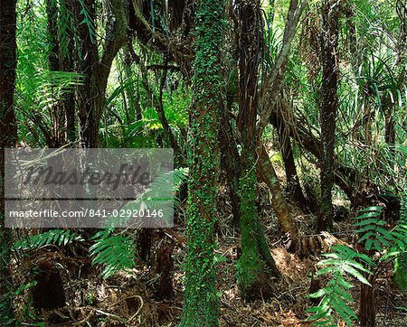 Dense woodland, Paparoa National Park, Westland, New Zealand, Pacific