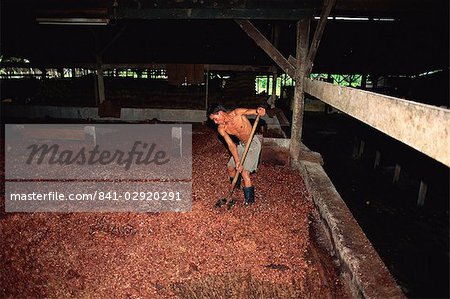 Drying fermented cocoa beans, Theobroma cacao, Sabah, Malaysia, Southeast Asia, Asia