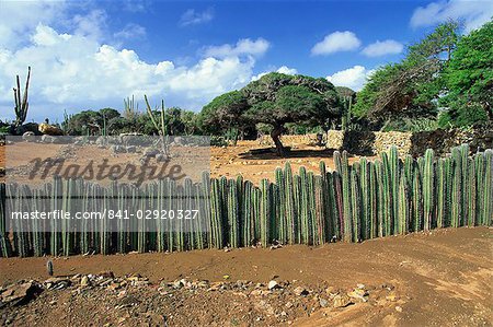 Traditional cactus fence to keep animals away from crops, Cunucu, Aruba, West Indies, Caribbean, Central America