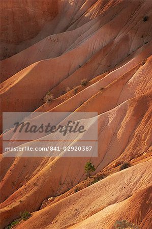 Formations rocheuses causées par l'érosion et un pin solitaire au-dessus du Queens Garden, dans le Parc National Bryce Canyon, dans l'Utah, aux États-Unis, en Amérique du Nord