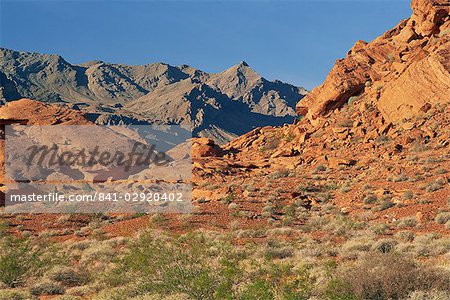Red sandstone rocks, with Muddy Mountains in the background, in the Valley of Fire State Park, Nevada, United States of America, North America