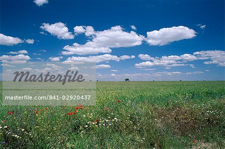 Felder von wilden Blumen, in der Nähe von Utande, Guadalajara, Castilla-La Mancha, Spanien, Europa