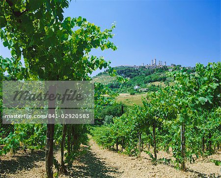 Vignobles au-dessous de la ville de San Gimignano, Toscane, Italie, Europe