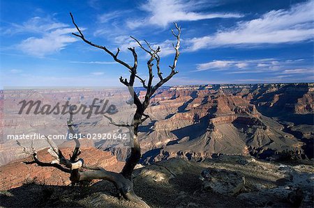 Arbre mort et vue du canyon de la South Rim à Hopi Point, Grand Canyon National Park, patrimoine mondial de l'UNESCO, Arizona, États-Unis d'Amérique (États-Unis d'Amérique), Amérique du Nord