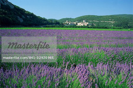 Champ de lavande et le village de Montclus en distance, Gard, Languedoc-Roussillon, France, Europe