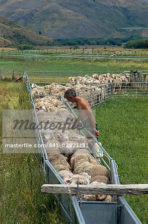 Sheep drenching, central Otago, South Island, New Zealand, Pacific