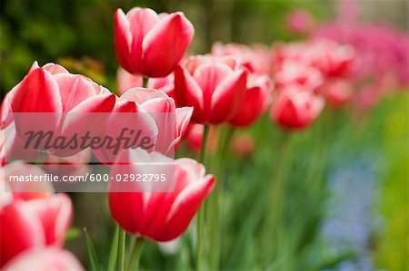 Close-up of Red and White Tulips