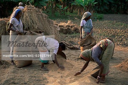 Landarbeiter sammeln Reis, 24 Parganas, Westbengal Zustand, Indien, Asien