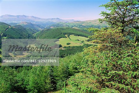 Coed y Brennin Forest, near Dolgellau, Snowdonia National Park, Gwynedd, Wales, United Kingdom, Europe