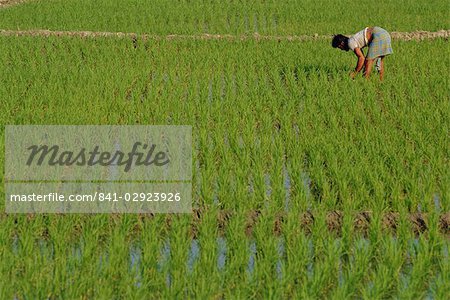 Share-cropper tending rice in paddyfield, Parganas District, West Bengal State, India, Asia