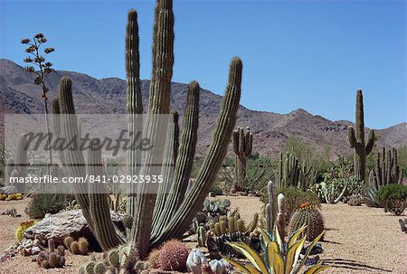 Cactus plants, Arizona, United States of America, North America