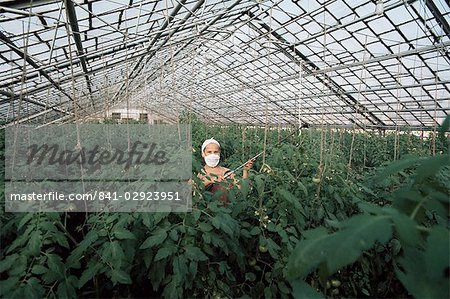 Spraying tomato plants in a hothouse of Pursey Sovchose, a state farm, Bratsk, Siberia, Russia, Europe