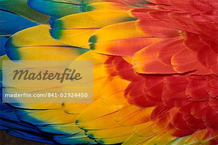 Feathers of scarlet macaw, Guatemala, Central America