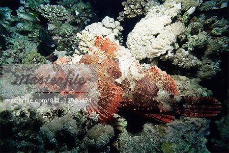 Mortelle poissons-pierres, large de Sharm el-Sheikh, Sinaï, mer rouge, Egypte, Afrique du Nord, Afrique