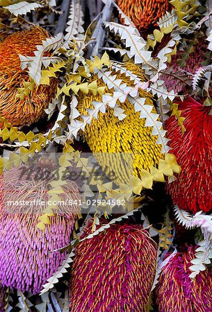Blumenmarkt, Mong Kok, Kowloon, Hong Kong, China, Asien