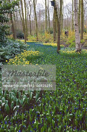 Early spring flowers, Keukenhof, park and gardens near Amsterdam, Netherlands, Europe