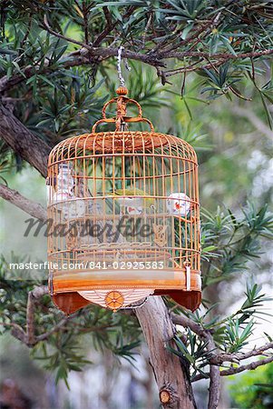 Caged bird, Yuen Po Street Bird Garden, Mong Kok, Kowloon, Hong Kong, China, Asia