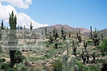 Cardones poussant dans l'altiplano du désert près de Tilcara, Jujuy, en Argentine, en Amérique du Sud