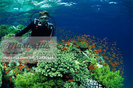 Plongeur avec Anthias poissons nagent autour des coraux durs, Laguna Reef, détroit de Tiran, mer rouge, Egypte, Afrique du Nord, Afrique