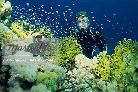 Diver with Anthias fish swimming around hard coral, Gordon Reef, Straits of Tiran, Red Sea, Egypt, North Africa, Africa