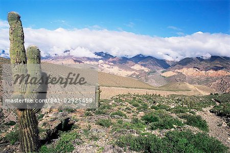 Cardones growing in the desert at 3000 metres, near Alfarcito, Jujuy, Argentina, South America