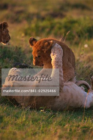 Lionceaux (Panthera leo) jouant, Masai Mara, Kenya, Afrique de l'est, Afrique