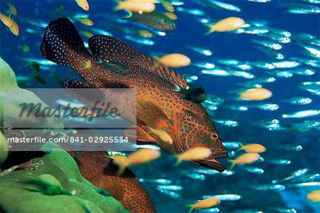 Korallen Zackenbarsch hängt bewegungslos da es kleine Fische Beute, wartet Cephalopholis Miniata, Simian Inseln, Thailand, Südostasien, Asien