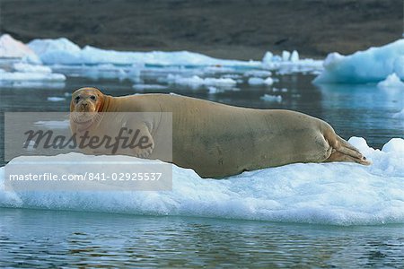 Phoque barbu sur la glace, Svalbard, Norvège Arctique, Scandinavie, Europe