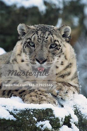 Rare and endangered snow leopard (Panthera uncia), Port Lympne Zoo, Kent, England, United Kingdom, Europe