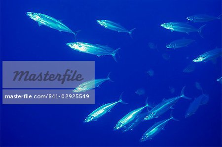 Double doublé de maquereau (Grammatoroynos bilineatus), mer rouge, Egypte, Afrique du Nord, Afrique