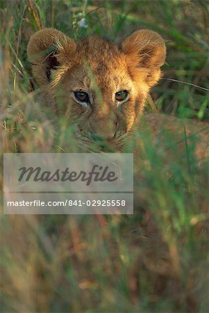 Cub Lion (Panthera leo) en herbe, Masai Mara, Kenya, Afrique de l'est, Afrique