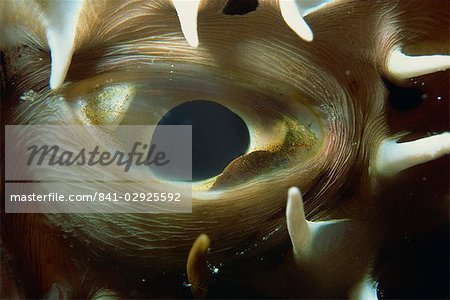Gros plan sur le œil de poisson-globe épineux (Arothron hispidus), mer rouge, l'Afrique du Nord, Afrique