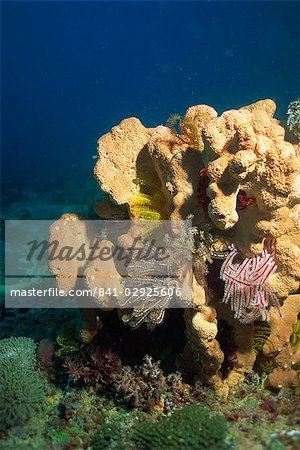 Sponge with crinoids or featherstars, Sabah, Malaysia, Borneo, Southeast Asia, Asia