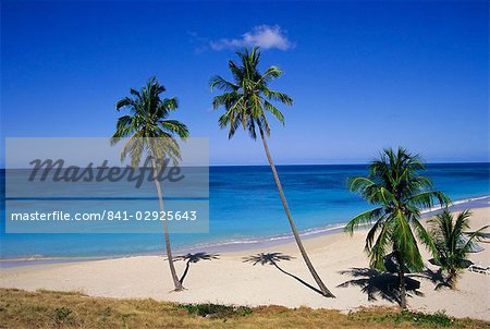 Palmen am Strand, Antigua, Caribbean, Karibik, Mittelamerika