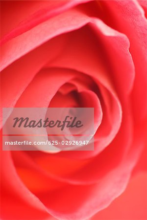 Gros plan d'une rose rouge