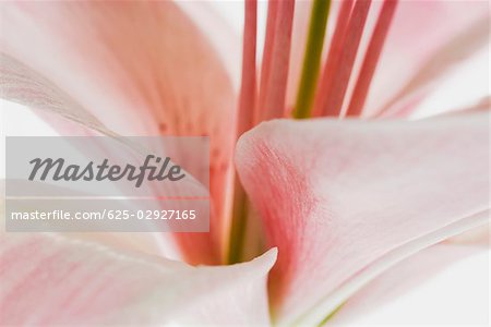 Close-up of a flower