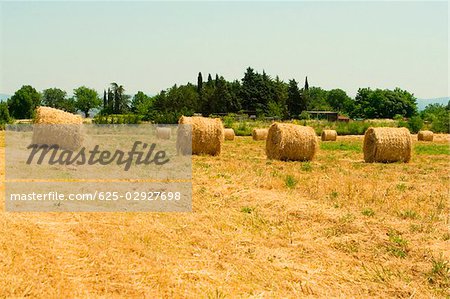 Hay bales in a field, Siena Province, Tuscany, Italy